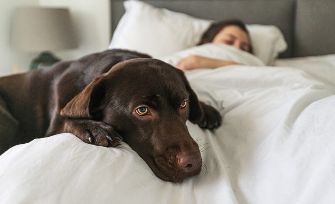 Why having a pet could be impacting your sleep
