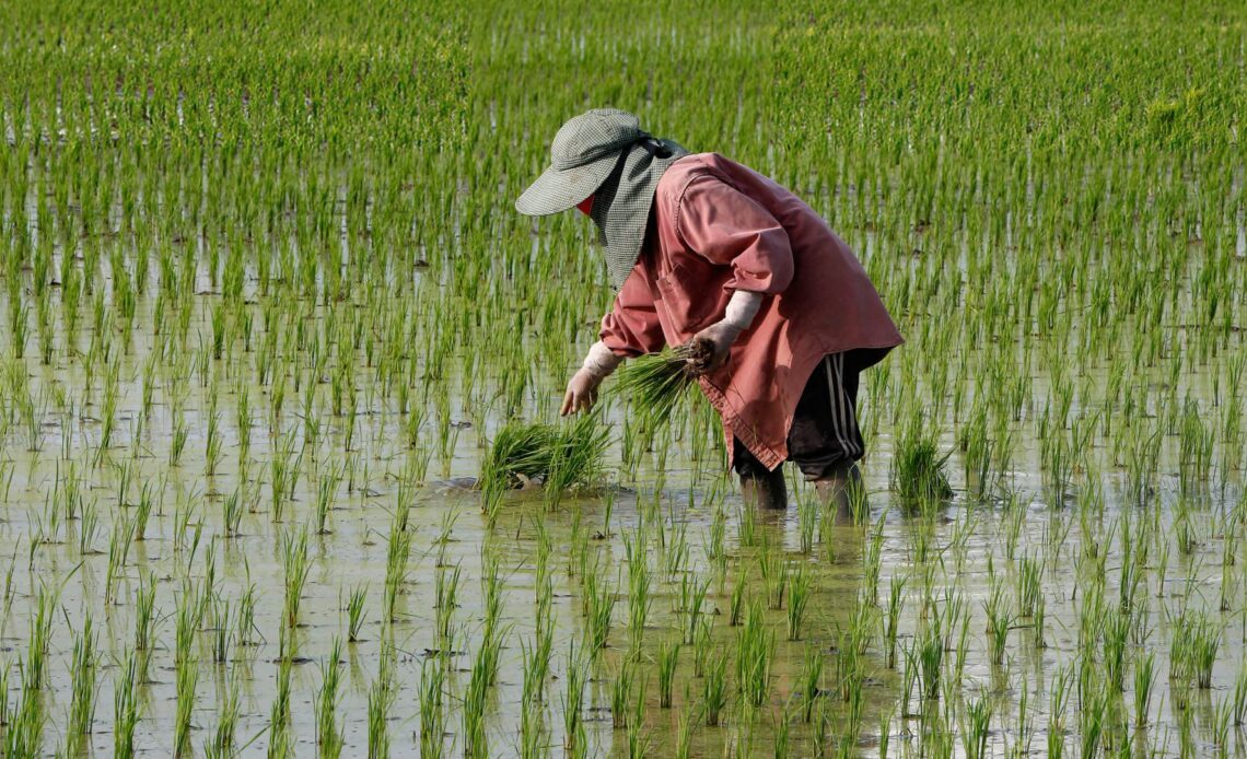 Thailand wants its farmers to plant less rice to save water