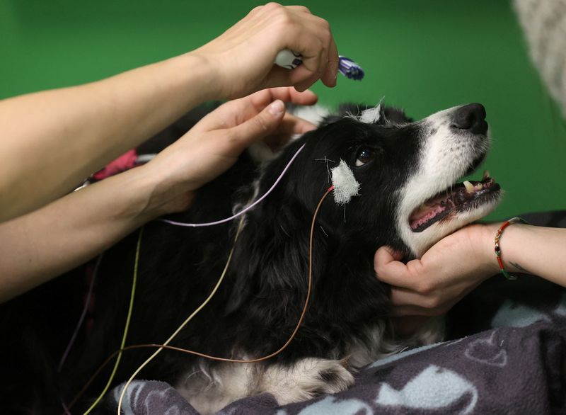 © Reuters. Researcher Marianna Boros puts electroencephalography (EEG) electrodes on Rohan, a 12-year-old Border Collie, during a test that found dogs can associate words with objects, at the Ethology Department of the Eotvos Lorand University in Budapest, Hungary, March 27, 2024. REUTERS/Bernadett Szabo