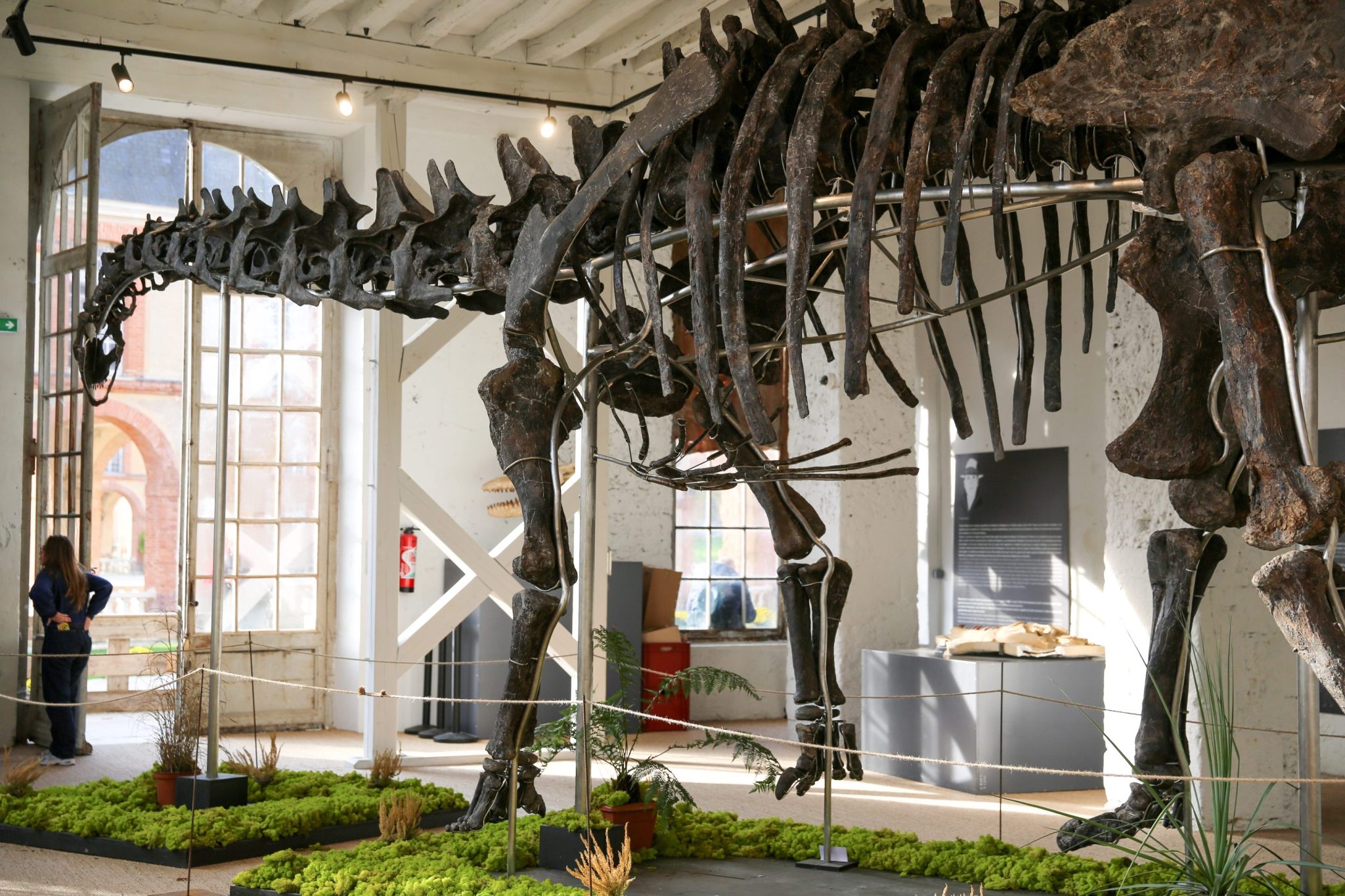 Giant dinosaur skeleton snapped up by anonymous collector for €6 million in record French dino auction